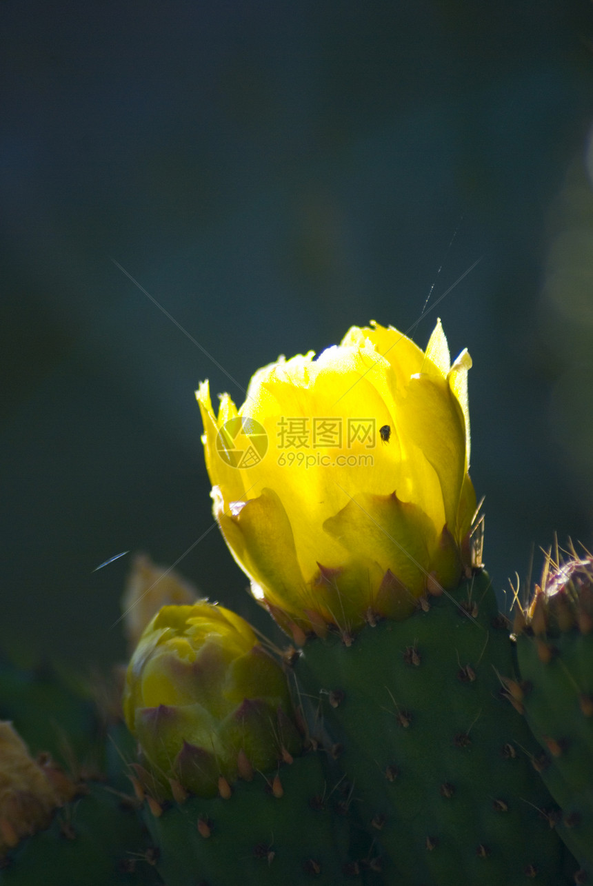 仙地花宏观植物学花瓣花头黄色绿色图片