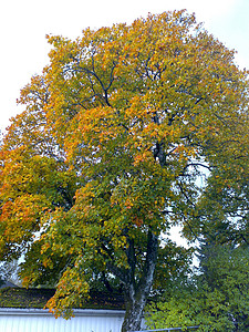 秋树黄色红色背景图片