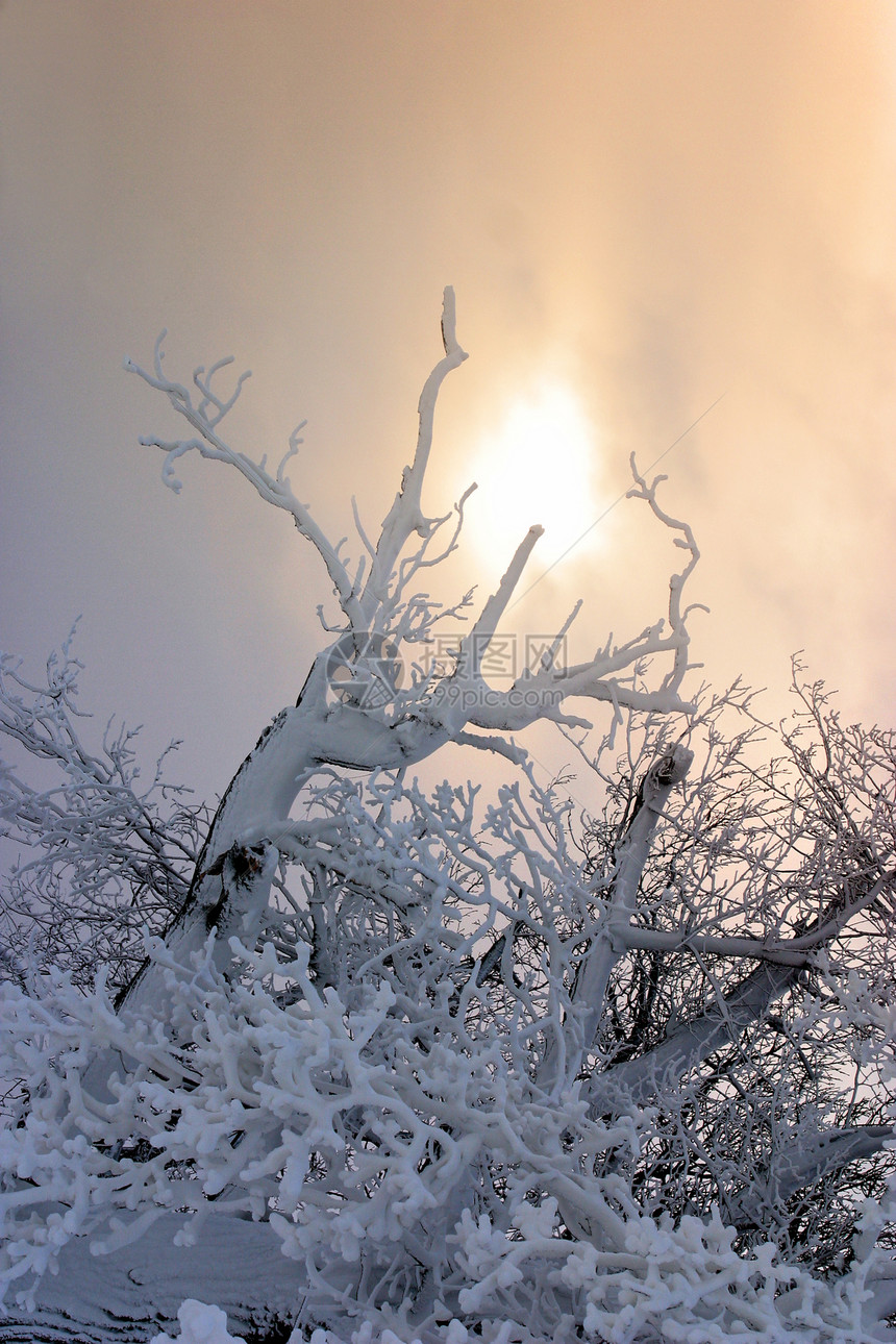 积雪中的树枝村庄冻结季节狂风孤独树叶蓝色毯子暴风雪分支机构图片