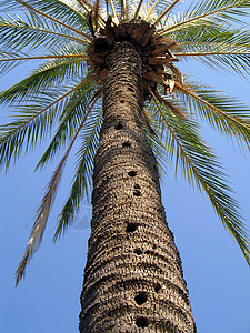 棕榈树叶晴天天空蓝色热带植物背景图片