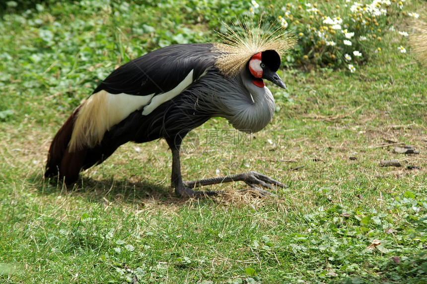 非洲加冕起重机动物灰色野生动物黑色栖息红色调节器异国鸟类羽毛图片