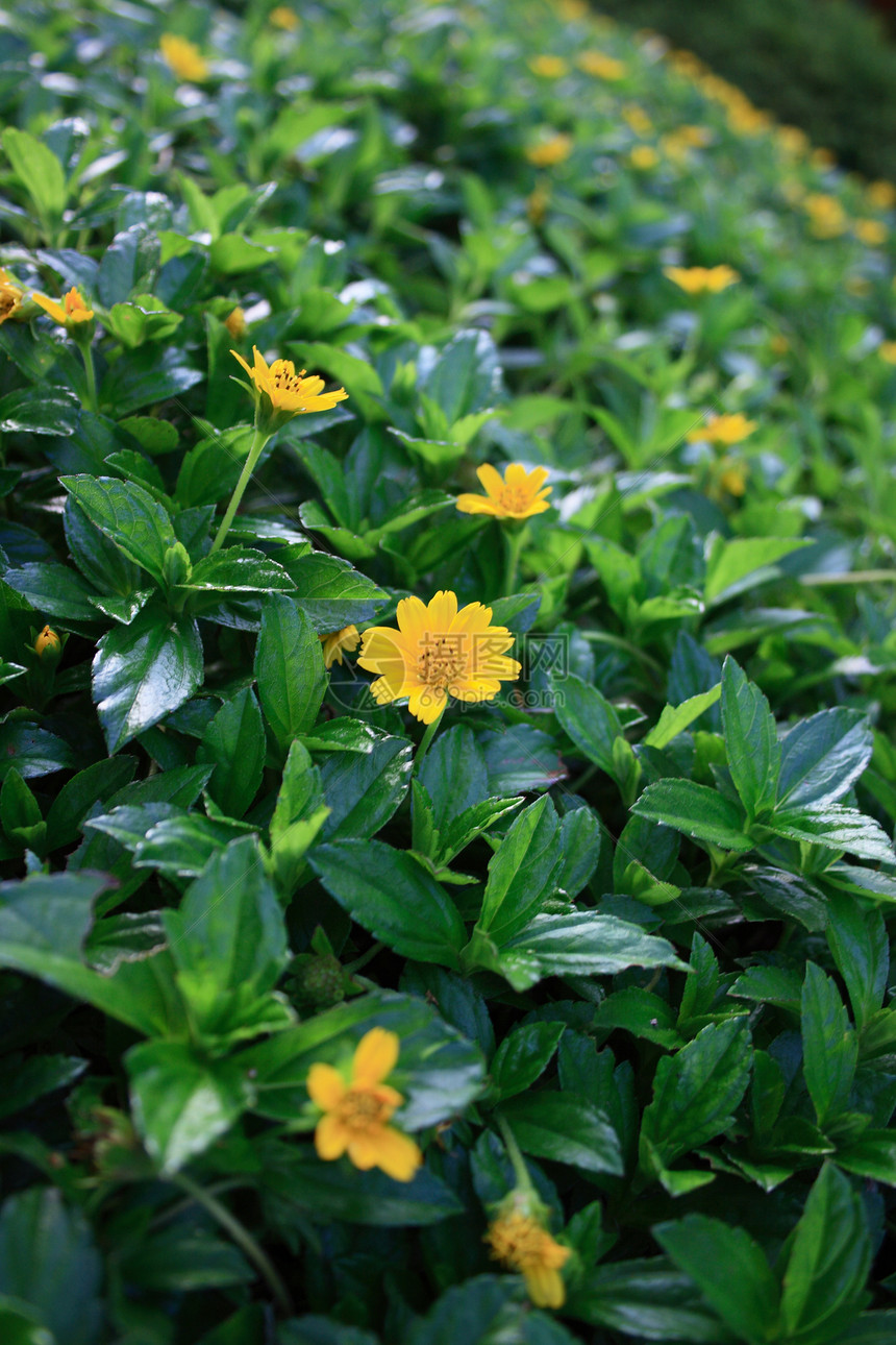 黄花植物花朵植物群花园植物学图片