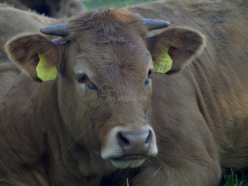 奶牛家畜动物棕色国家农场乡村哺乳动物牛奶牧场轿车图片