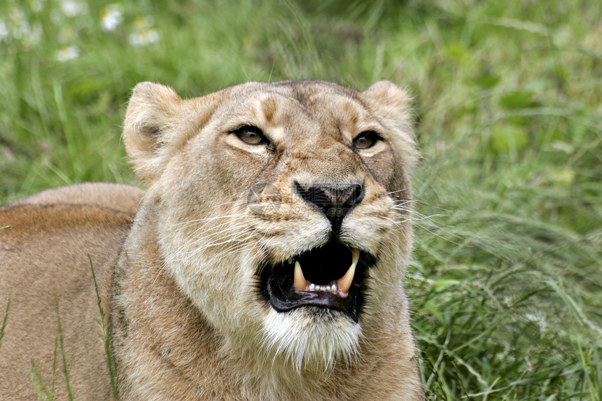 狮子狮座动物母狮图片