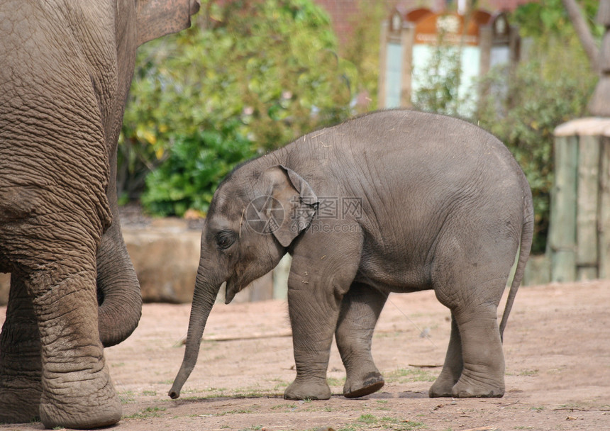 婴儿大象耳朵皮肤野生动物新生儿母亲皱纹鼻子荒野动物白色图片