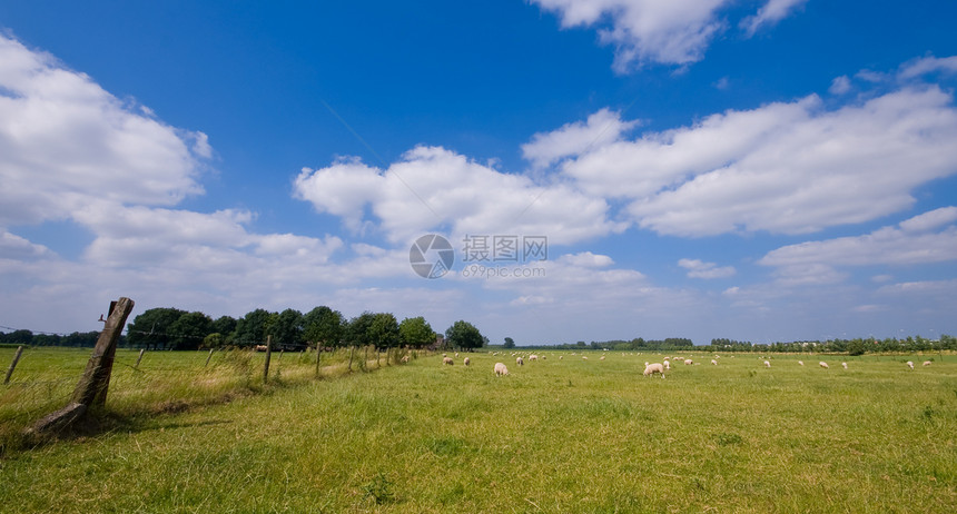 牧羊在草地上农田蓝色天空动物乡村多云场地哺乳动物活动绿色图片