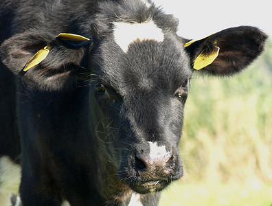 黑牛和白牛草地家畜乡村专款黑色农村动物食物小牛牛奶高清图片