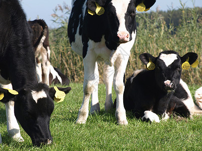 黑牛和白牛奶牛食物黑色牛肉小牛农村白色专款农场动物高清图片