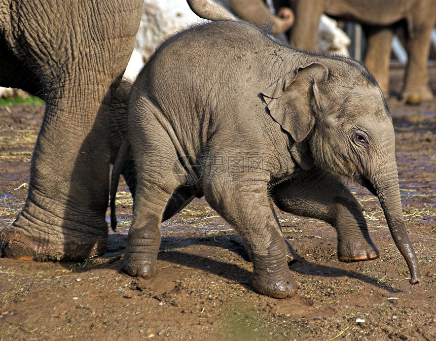 婴儿大象白色耳朵皱纹灰色树干荒野鼻子哺乳动物动物皮肤图片