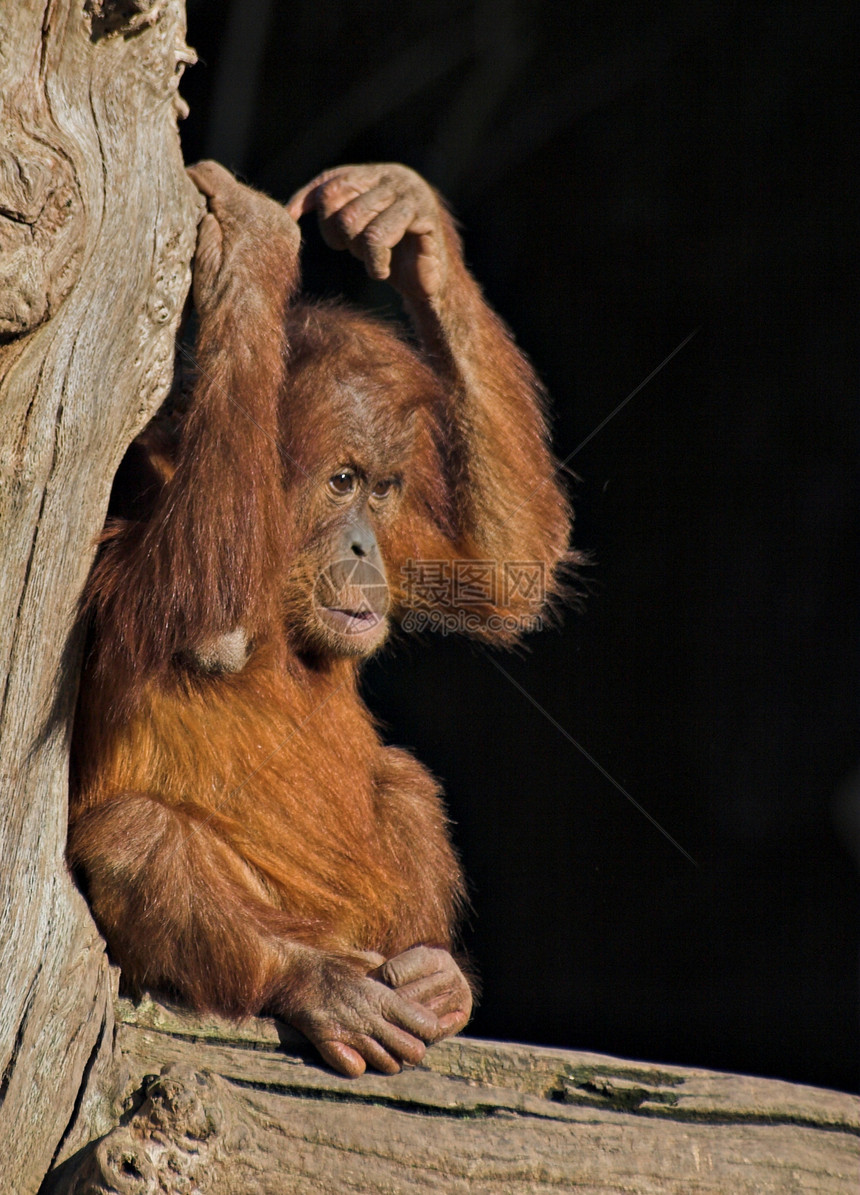 婴儿或猩猩 乌坦语沮丧悲哀寂寞哺乳动物灵长类动物日志动物园生物荒野图片
