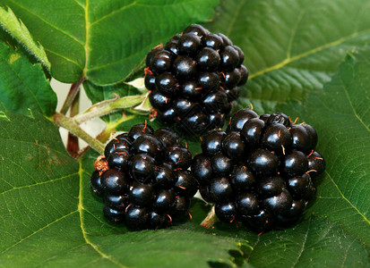 黑莓维生素水果甜点绿色饮食蓝色叶子花园种子黑色背景图片