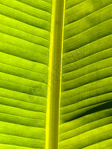 美丽的香蕉叶植物学叶绿素背光曲线光合作用树叶环境香蕉植物热带背景图片