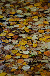 秋季假期池塘背景图片
