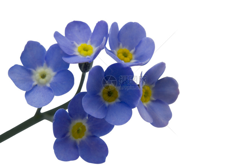 别忘了我生长荒野野花植物蓝色园艺花园花瓣植物群图片