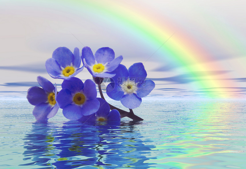 别忘了我 别忘记我蓝色彩虹反射植物群园艺植物荒野花瓣生长野花图片