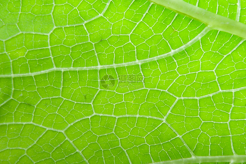 叶子的宏草本植物植物波纹床单生活花园绿色生长宏观网格图片