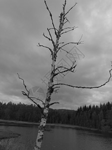 秋树灰色黑与白背景图片