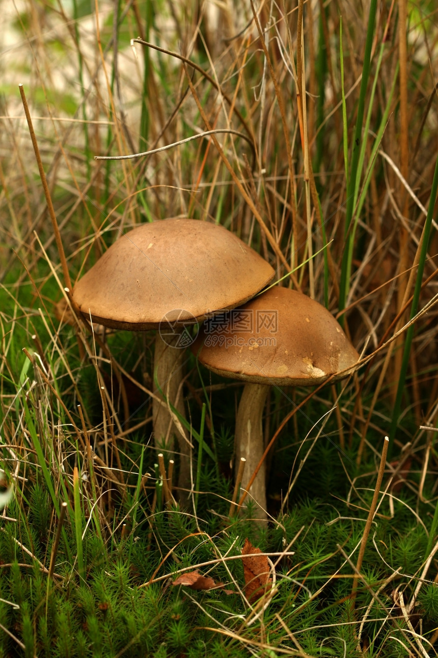 秋季场景 两个蘑菇图片