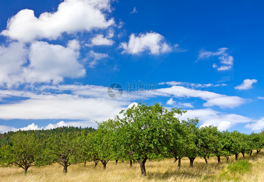 蓝天上的苹果果园天空季节蓝色生长收获农场红色叶子植物学食物图片