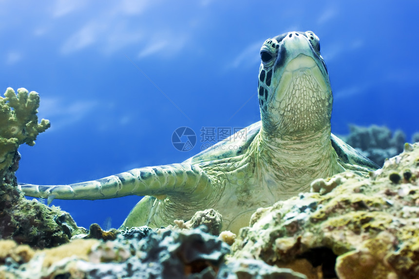 海龟眼睛宏观热带珊瑚游泳环礁潜水覆盖物海滩海洋图片