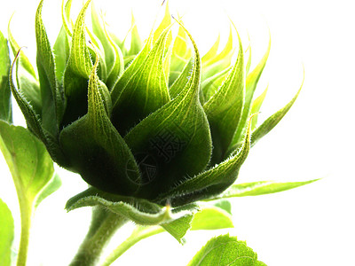 向日葵芽植物天空绿色背景图片
