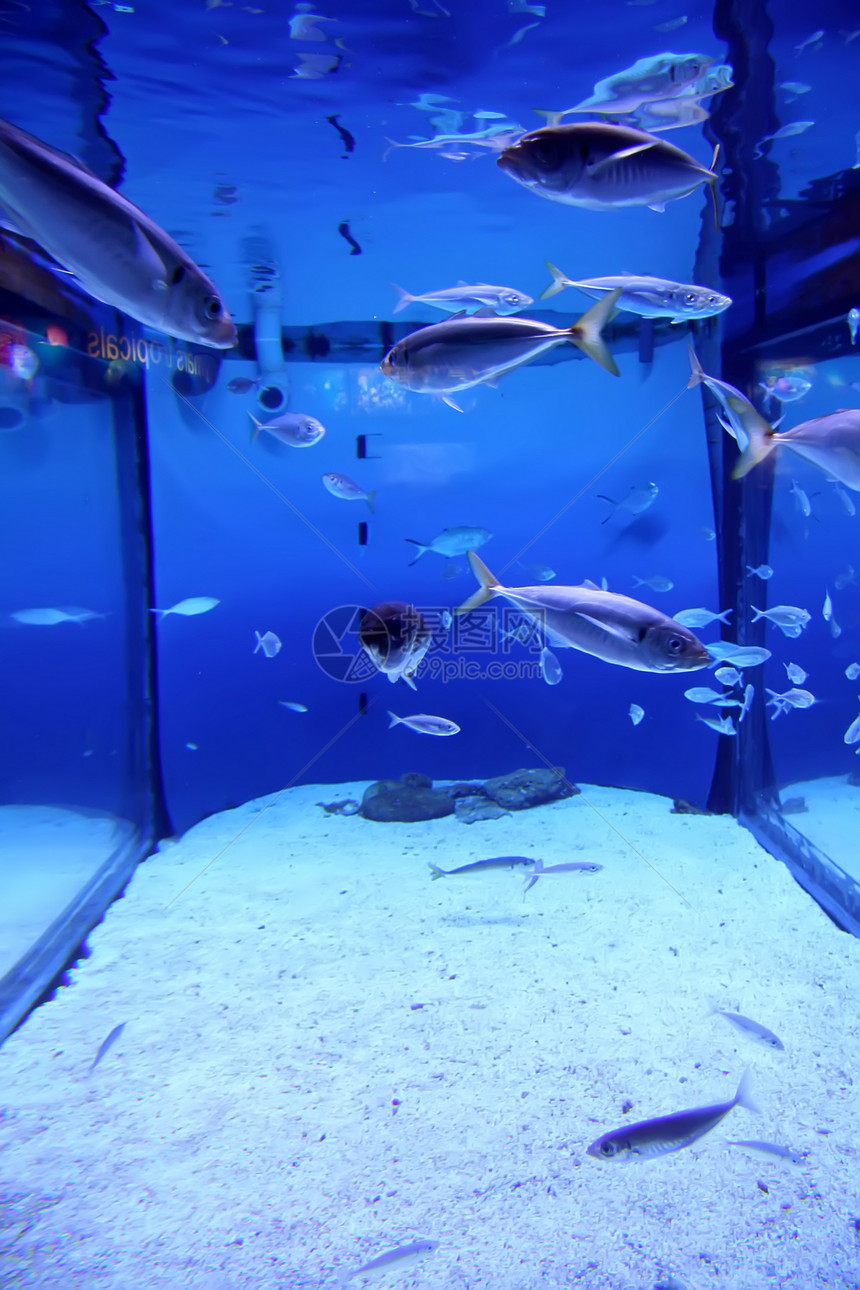 水族馆游泳运动情调蓝色热带假期学校射线太阳珊瑚图片