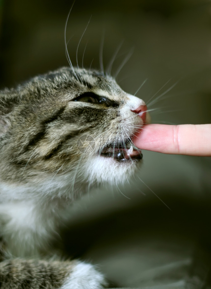 猫类獠牙兽医小猫猫科手指猫咪场地动物荒野宠物图片