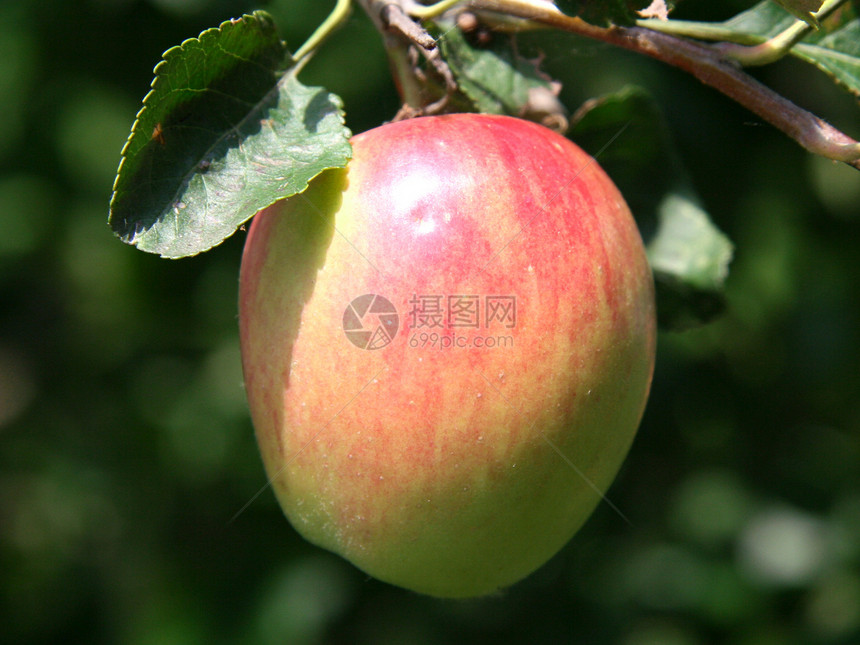 苹果太阳小吃生长晴天苹果树植物诱惑园艺树叶树林图片