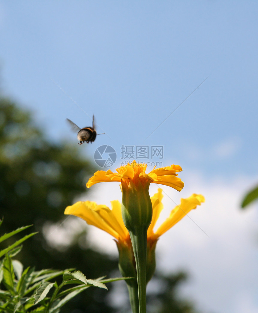 苍蝇植物蜜蜂花园工作黄色花蜜荒野美丽宏观森林图片