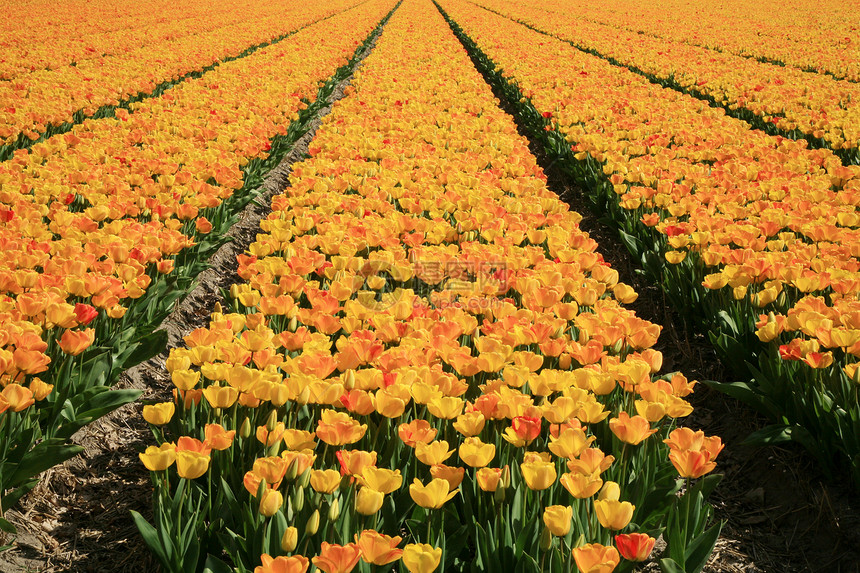 黄色郁金香  花农业作品花园场地国家季节场景植物礼物花瓣图片