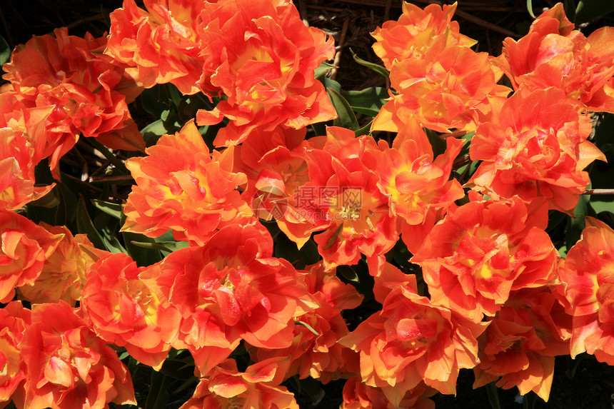 橙色郁金香     花朵季节国家花瓣团体园艺场地生长农业生产植物图片