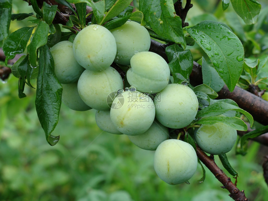 李子食物农业绿色水果叶子植物季节果园图片