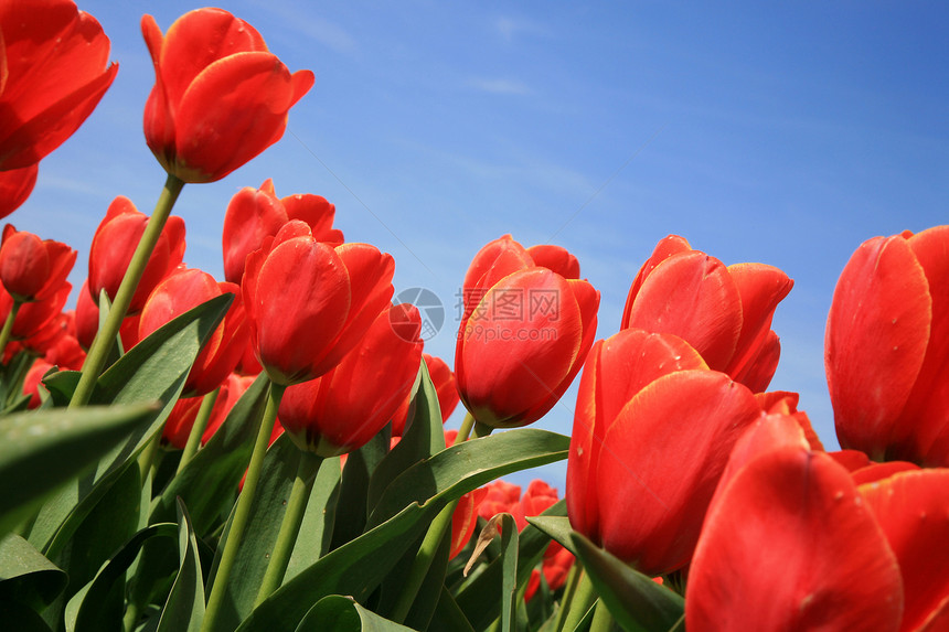 红色郁金香花园生意植物学蓝色作品倾斜花朵横向团体天空图片