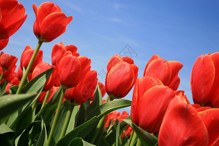 倾斜地红色郁金香花园生意植物学蓝色作品倾斜花朵横向团体天空背景