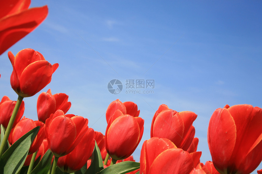 红色郁金香植物季节花园横向植物学生意倾斜花瓣蓝色生长图片