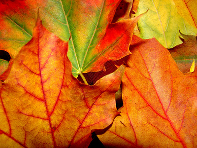 树叶红色绿色背景图片