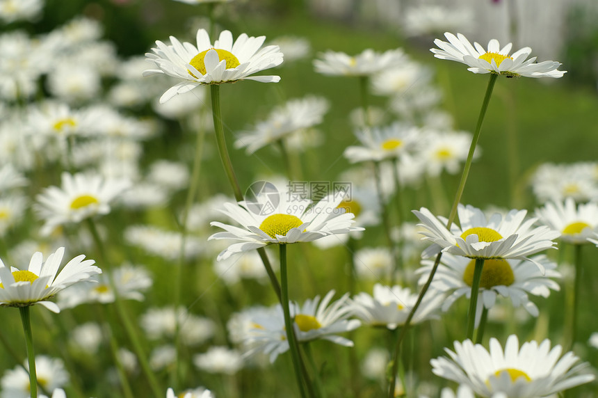 春天花园的新鲜白菊花图片