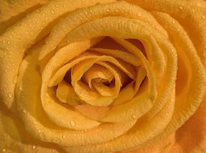 橙色玫瑰贴近宏观展示花瓣叶子橙子背景图片