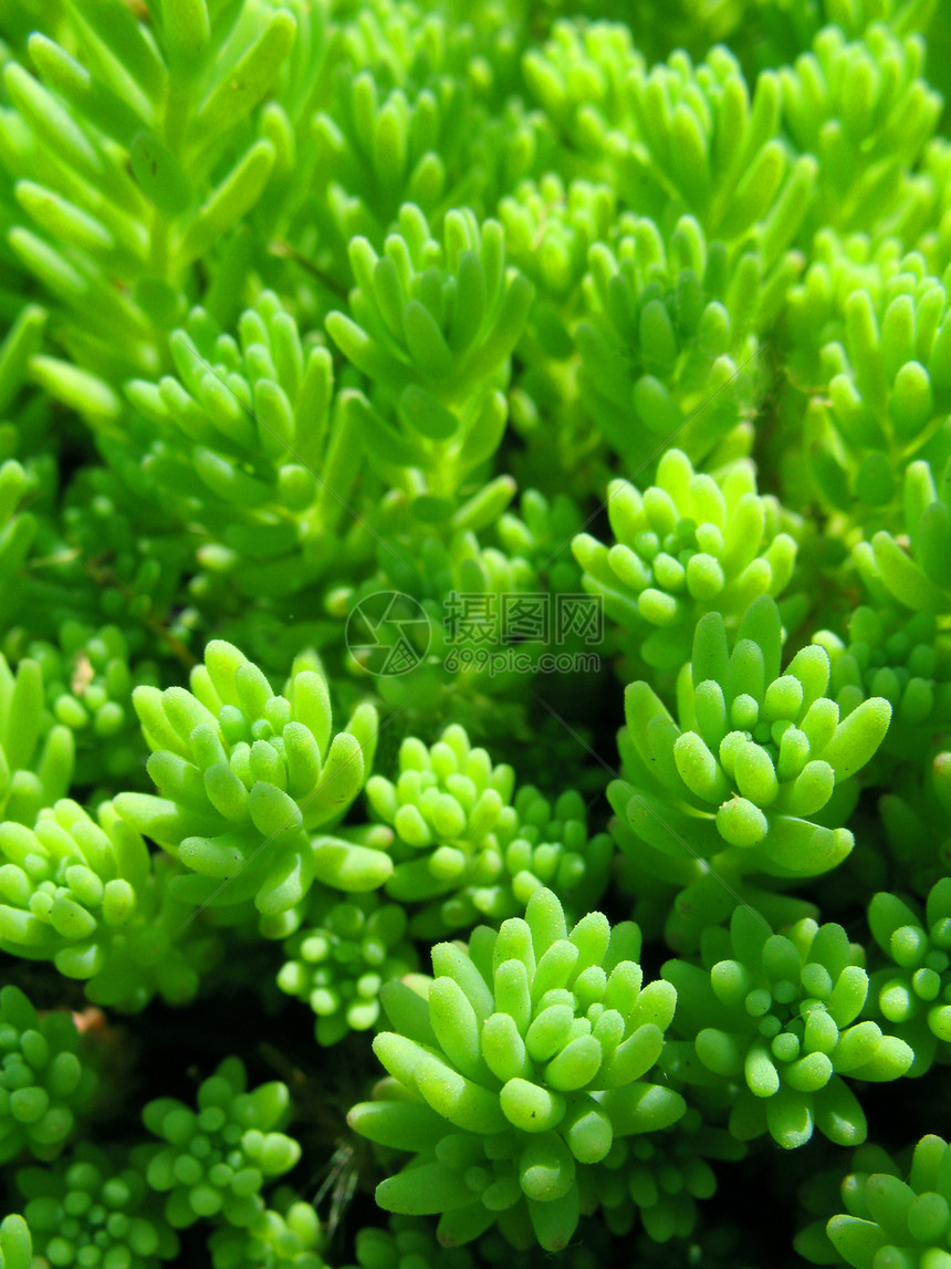 春季工厂宏观植物群树叶植物花朵花园季节花瓣叶子绿色图片