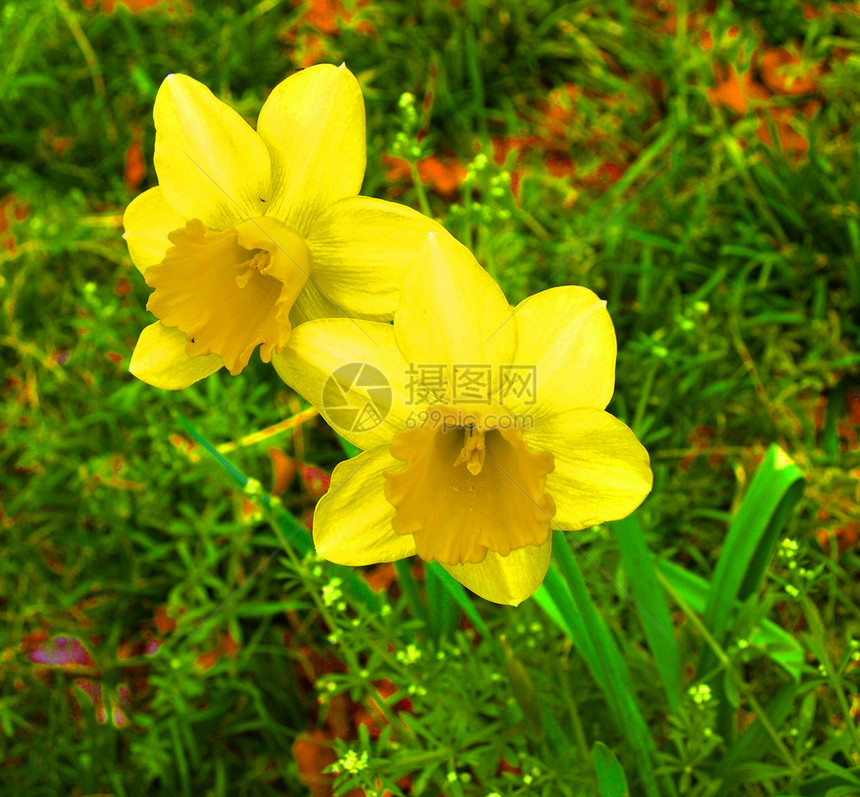 黄花季节花园花朵绿色图片