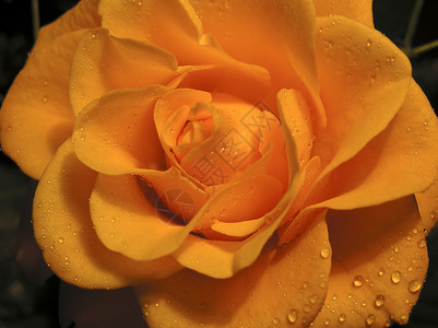 黑色背景上的玫瑰花朵橙子花瓣背景图片