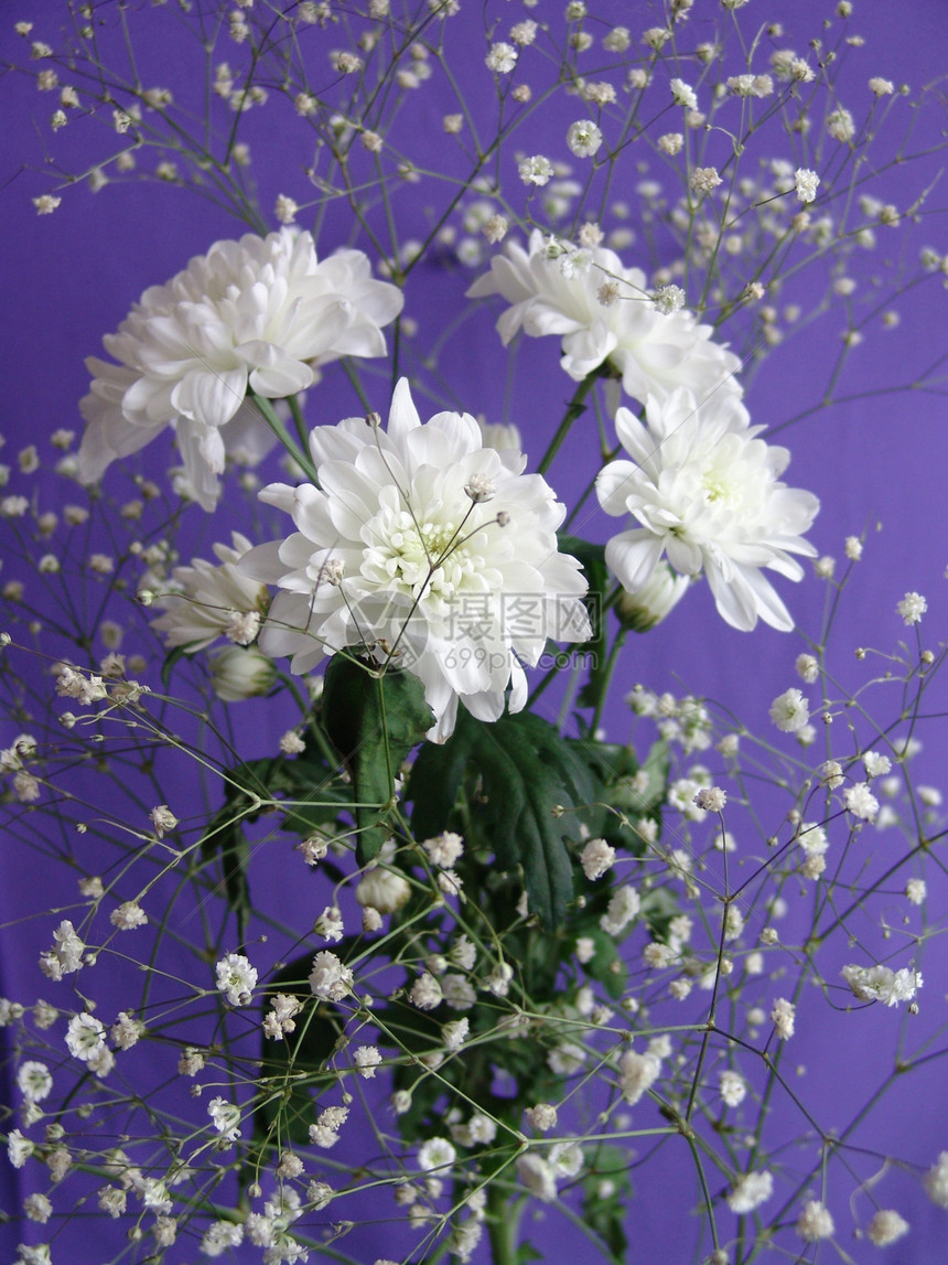 白花菊花宏观花束植物蓝色季节玫瑰花朵植物学花瓣辉光图片