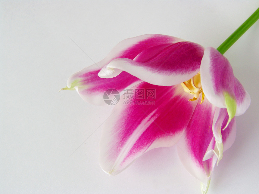 玫瑰郁金香季节植物群花园植物学宏观花束植物花瓣太阳美丽图片