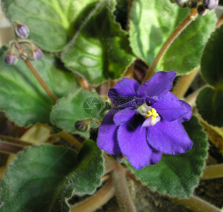 紫花季节花瓣宏观花束紫色植物花朵植物学美丽生活图片