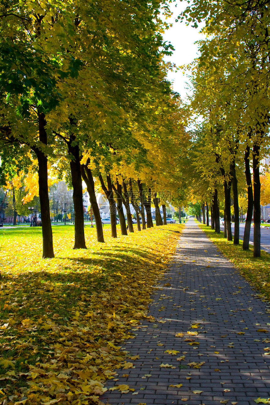 通道树木衬套季节叶子落叶树干乡村森林城市大街图片