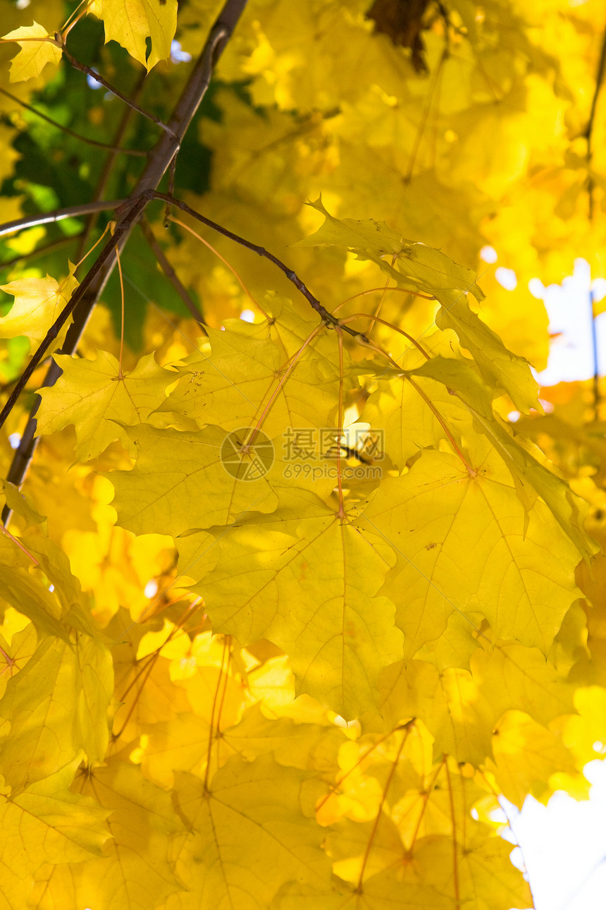 秋天棕色树林水平天空活力公园橙子蓝色太阳叶子图片