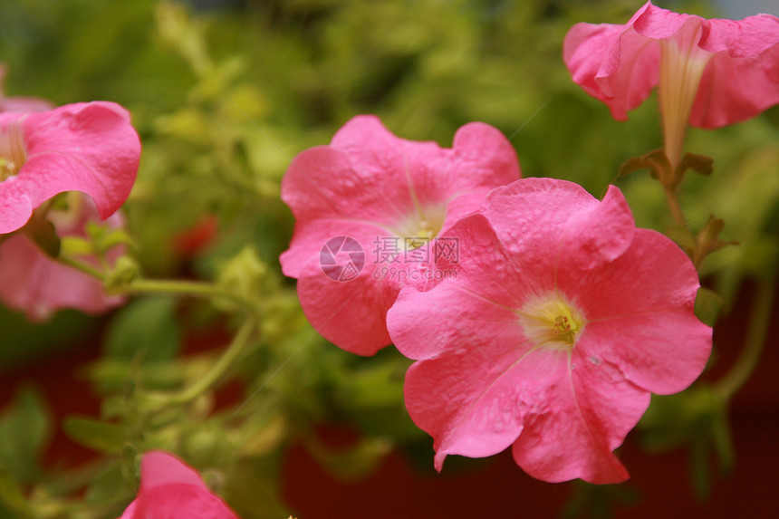 闪闪发光的fetunia粉色园艺宏观生长绿色红色植物群植物花园花瓣图片