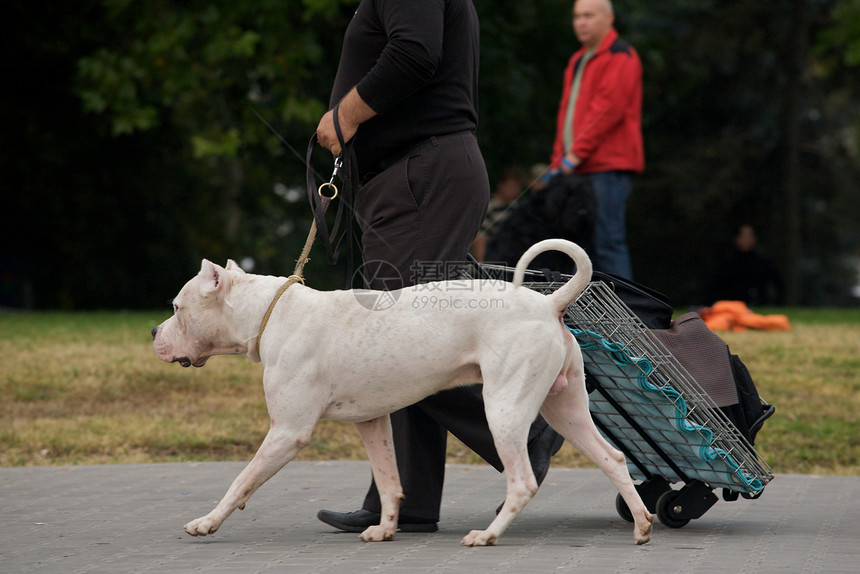 步行家畜展览街道犬类白色动物宠物植物群动物群肌肉图片
