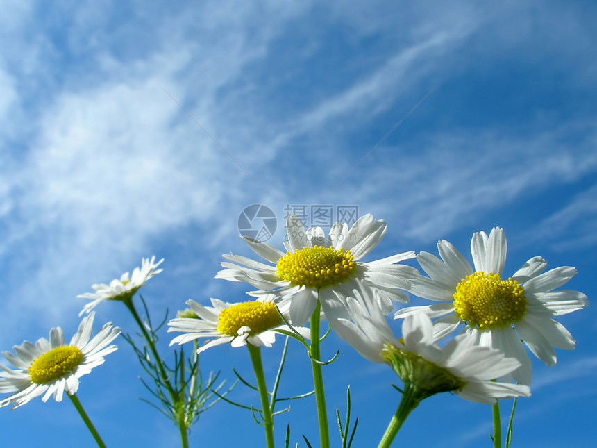 Ox眼乳和天空按钮卡片宏观植物树叶花朵季节花瓣草本植物甘菊图片