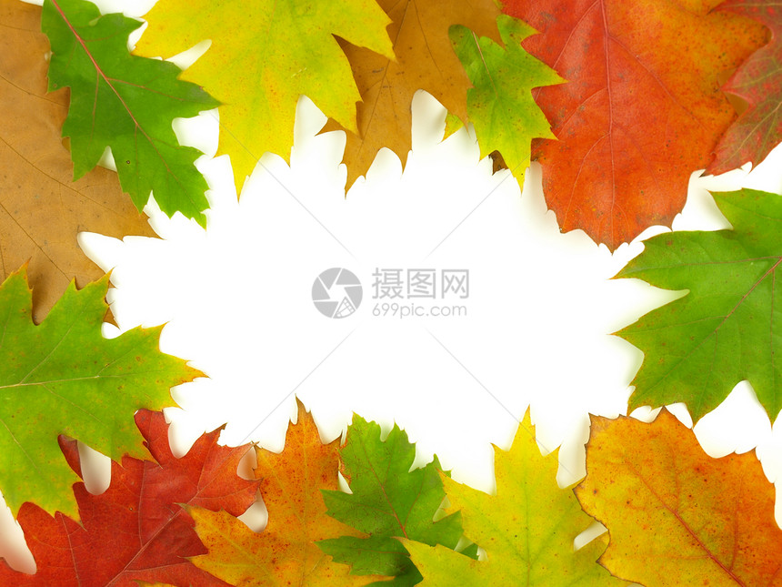 秋天非常接近森林季节性树叶黄色季节植物红色树木橙子白色图片